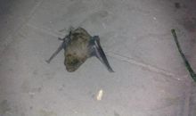 关于蝙蝠的句子