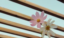 给暗恋男生的短信问候