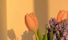 每天一句早安心语