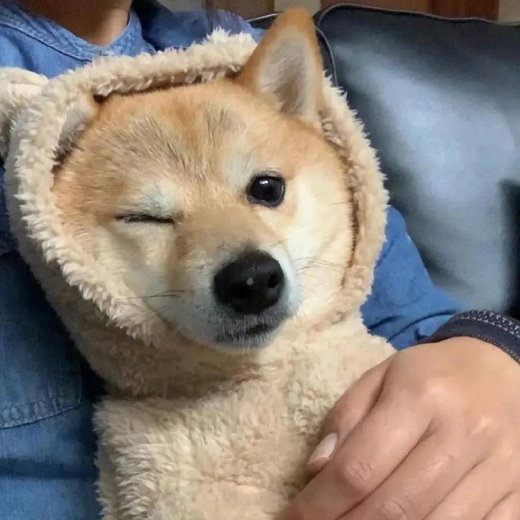 当你走狗时，照片和谈话