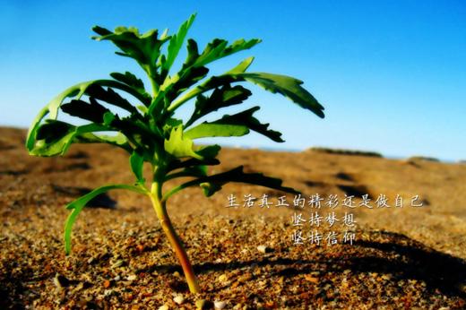 15.创新和发展扩大出口，并致力于心脏。