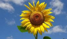 描写人生百态的唯美句子