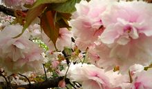 牡丹花开了改成拟人句