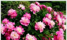 牡丹花开花的样子用拟人句