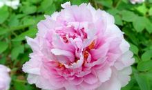 形容牡丹花的优美比喻句