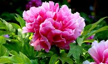 比喻牡丹花开放的句子