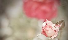 摘抄友情的好词好句子