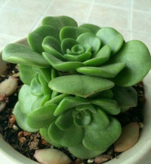 15.朋友们，归功于随身陪伴，你是我生命中最好的朋友。
