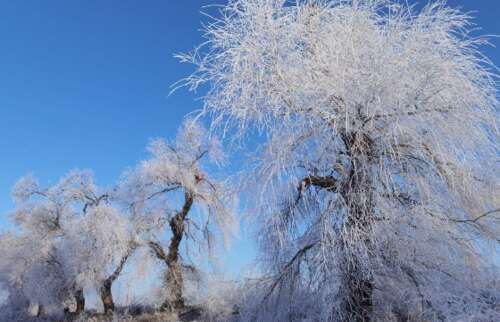 12.如果冬天的雪是写在世界上的诗歌，雾必须涂上诗歌。