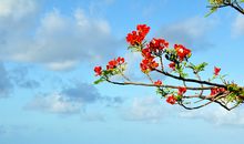 春天的句子 描写春天的句子