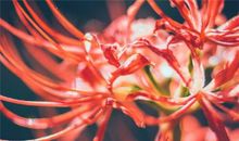 立春的诗句古诗