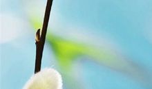 立春的句子 唯美抒情