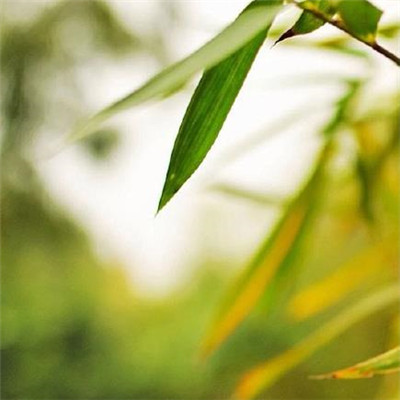 15，一个风和一个下雨了解天气，一个寒冷是本赛季，一点被滴下，听着花卉语言，一颗心，祝你生命。倒在寒冷寒冷的冬天，放在春天的阳光下，祝你春天快乐！