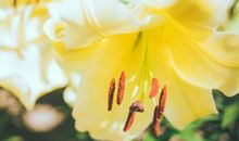 立春的句子发朋友圈