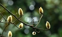 春暖花开的句子