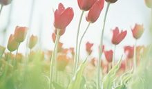 情人节朋友圈秀恩爱文案