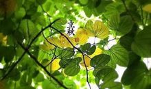 立秋发朋友圈的好句子