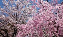 赞美武汉樱花的句子