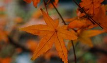 情人节霸气说说