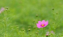 描写春天的唯美句子带图片