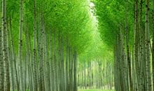 关于描写春天的优美句子