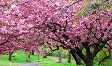 描写樱花的优美句子短