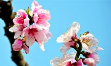 形容春天花朵盛开的诗句