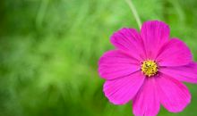 春天花开的诗句说说