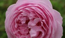 表示暗恋的网名