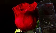 情人节祝福语简短搞笑