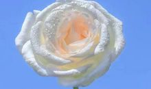 特别甜暖心的句子简短