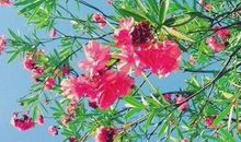 传销4句口号大全