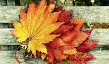 朋友圈失落句子