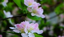 喜欢春天的说说