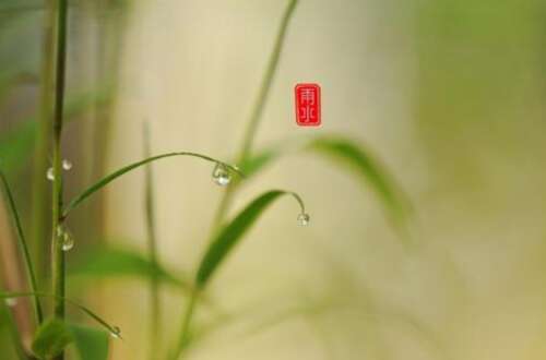 雨水节祝福图片美丽