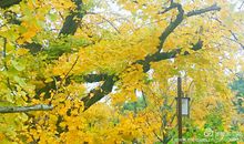 关于银杏树的说说