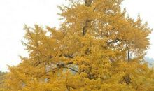 银杏树比喻成什么人