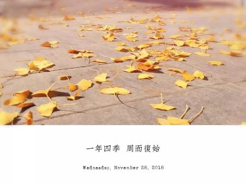 银杏是什么？