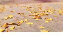 风中的银杏叶好像什么写句子