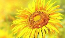 歌颂爱情友情的唯美句子