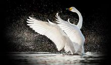 创业的句子经典语句