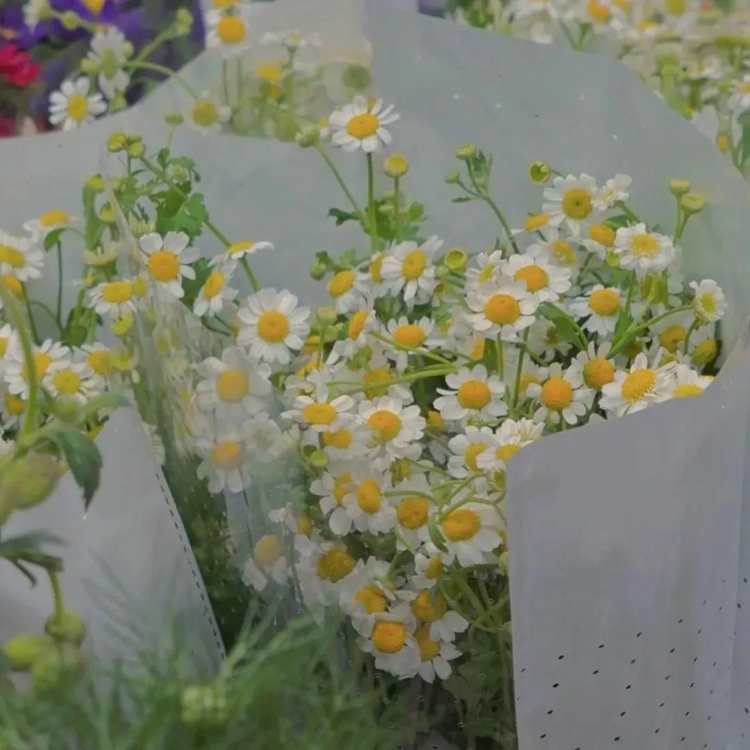 满是人类烟花