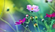 对一段友情释然的句子