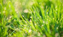 描写赞美春天的古诗 30首