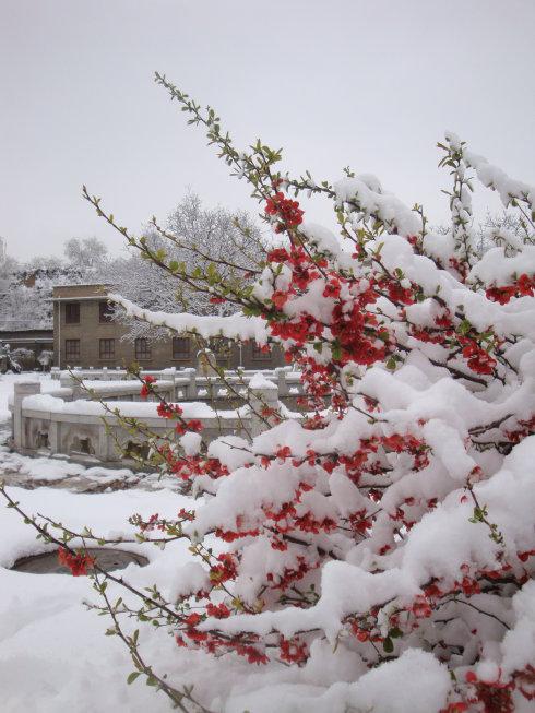 四月飞雪诗