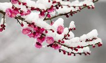 梅花造一个拟人句