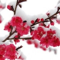 梅在雪地里
