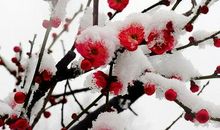 有关描写梅花的诗句经典