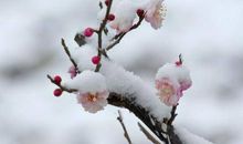 和梅花品格有关的诗句