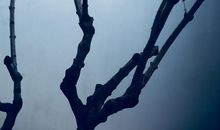 寒冬腊梅优美的句子